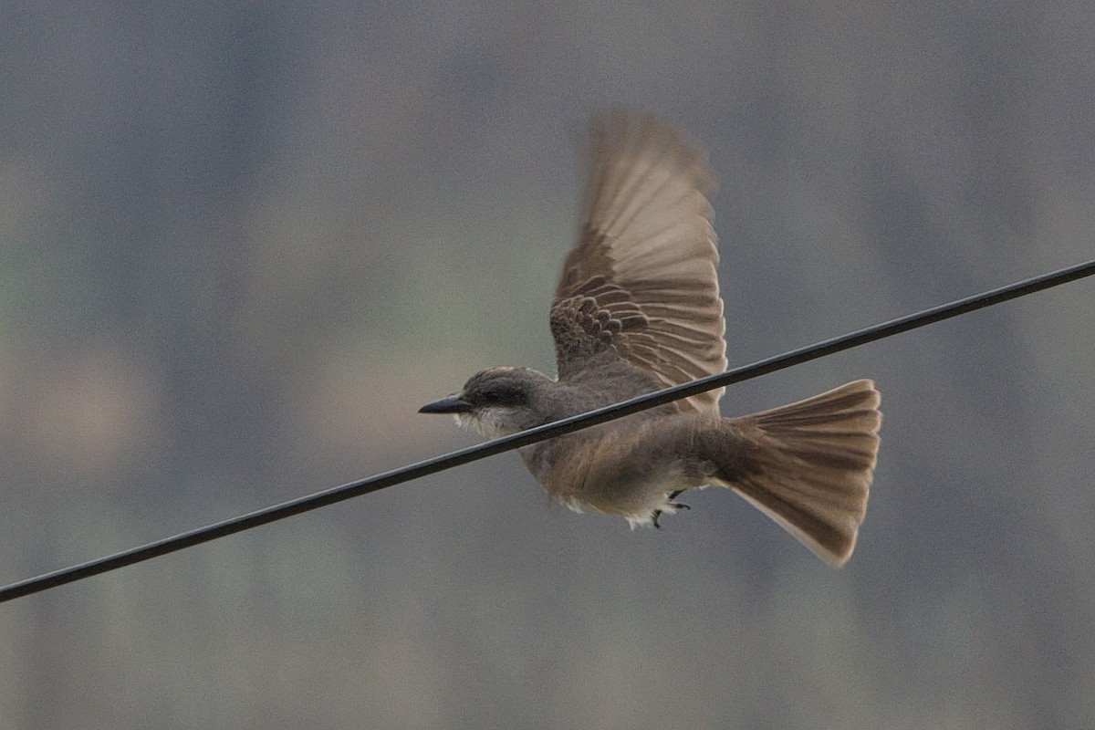 Gray Kingbird - ML645566116