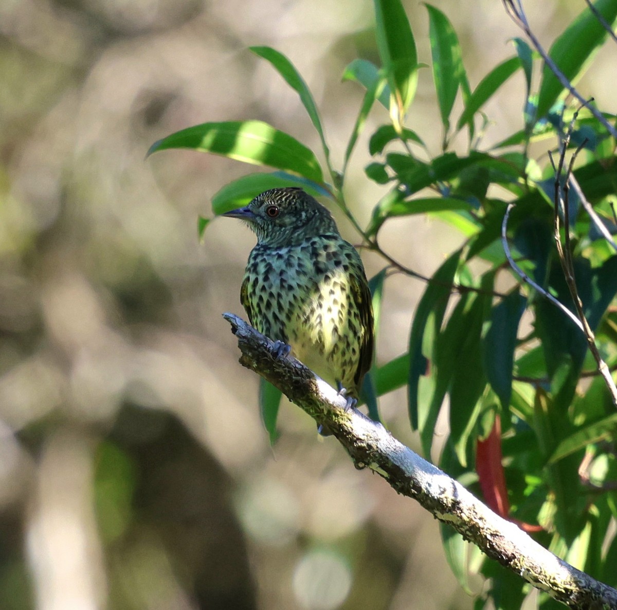 Sharpbill - ML645566120