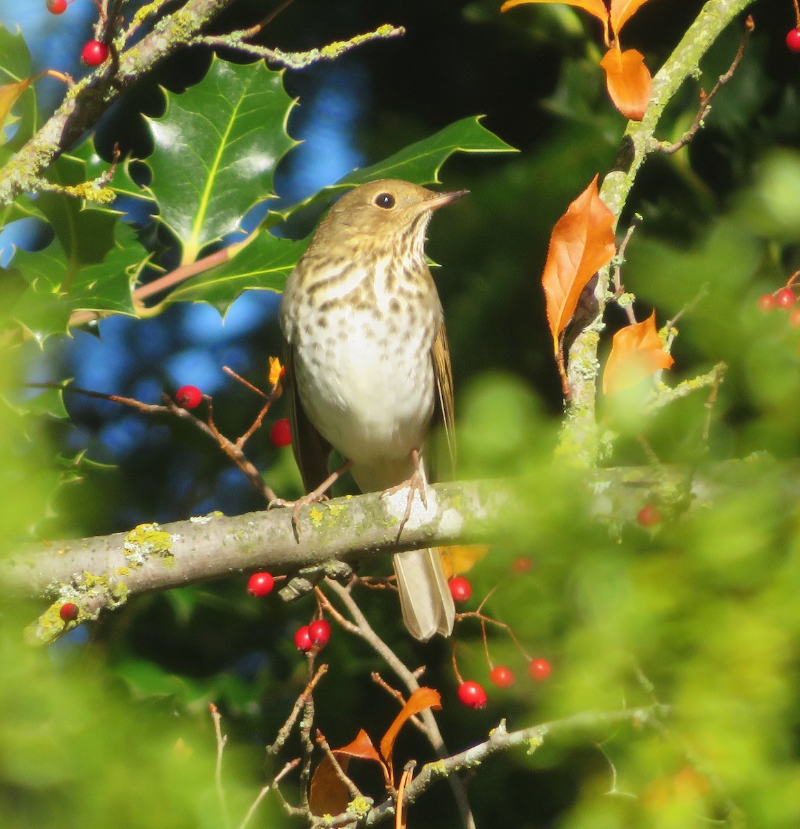 Hermit Thrush - ML645566123