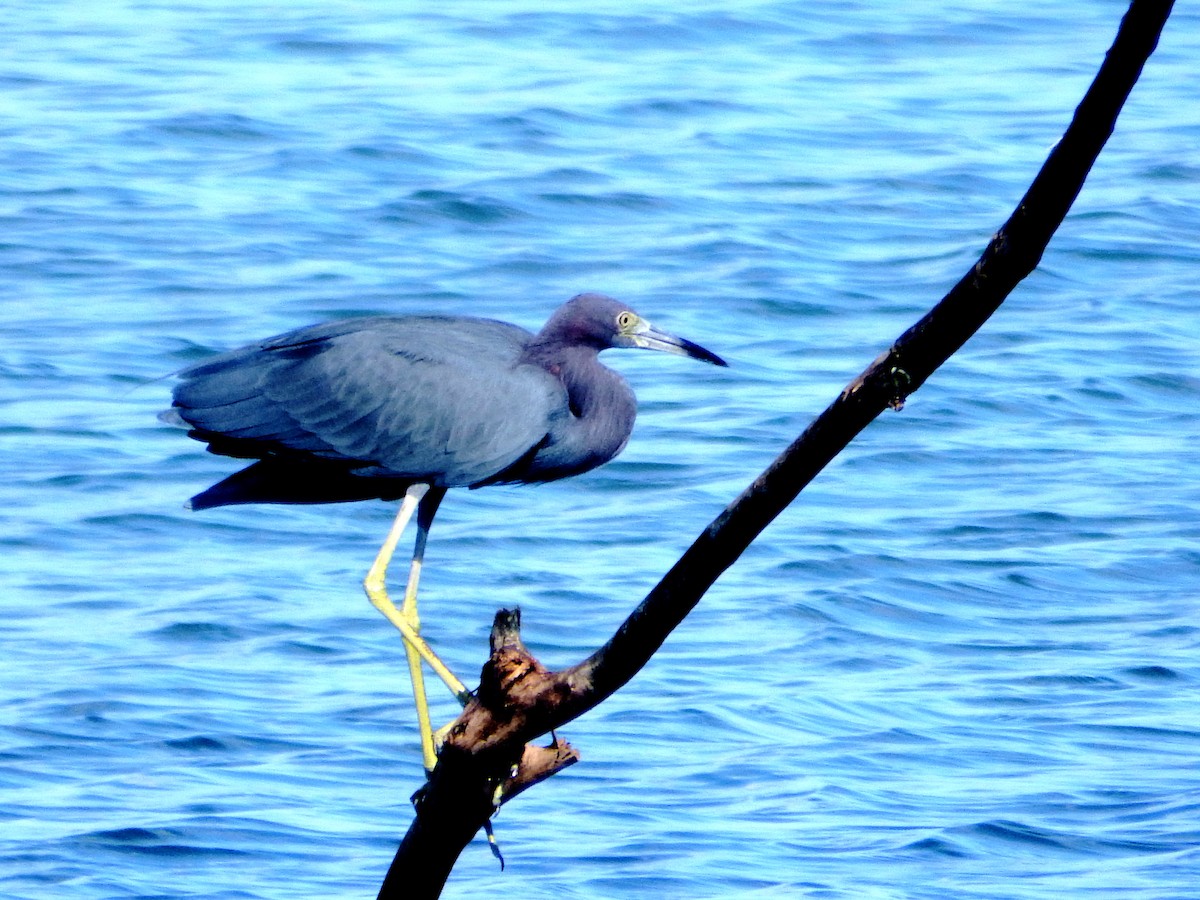 Mavi Balıkçıl - ML645566130