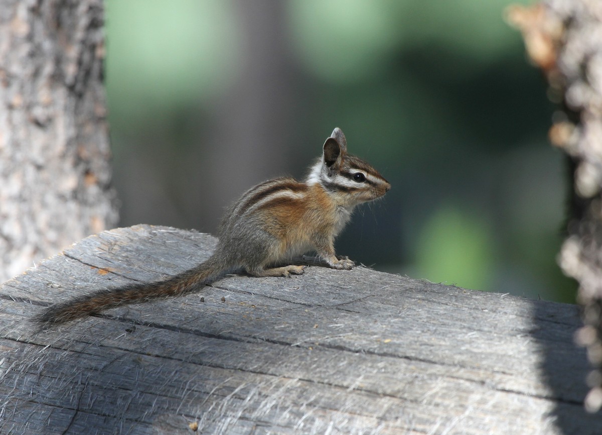 Long-eared Chipmunk - ML645566133