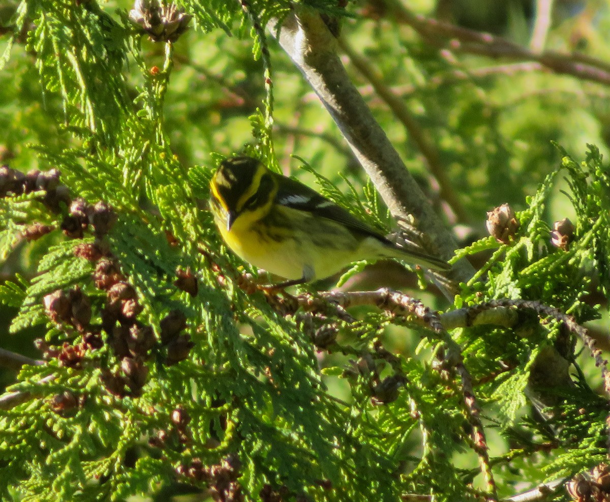 Townsend's Warbler - ML645566134