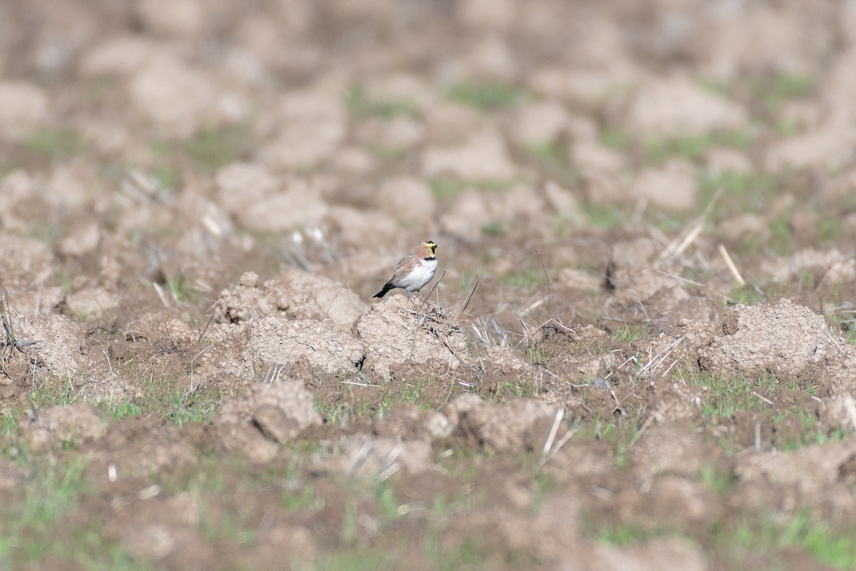 Alondra Cornuda - ML645566146