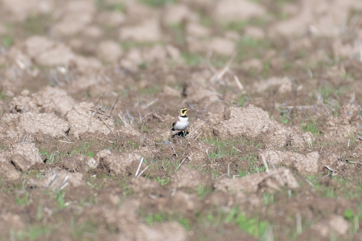 Alondra Cornuda - ML645566147