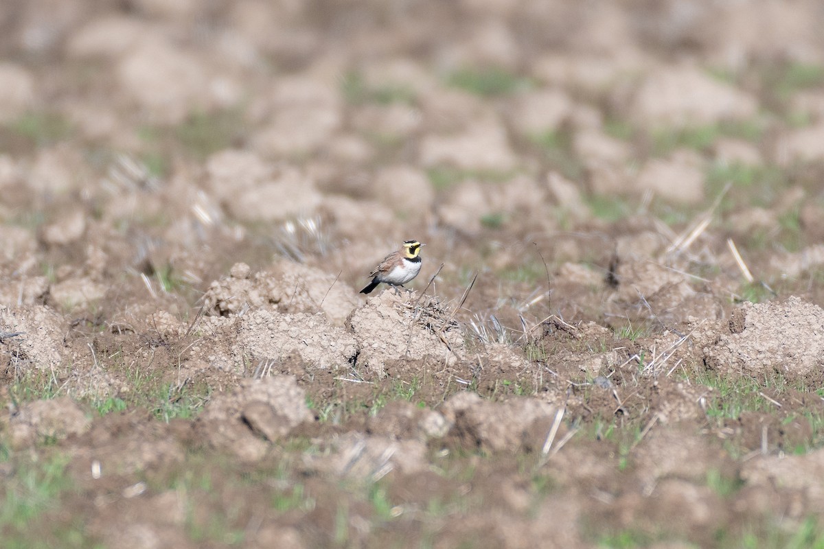 Alondra Cornuda - ML645566149