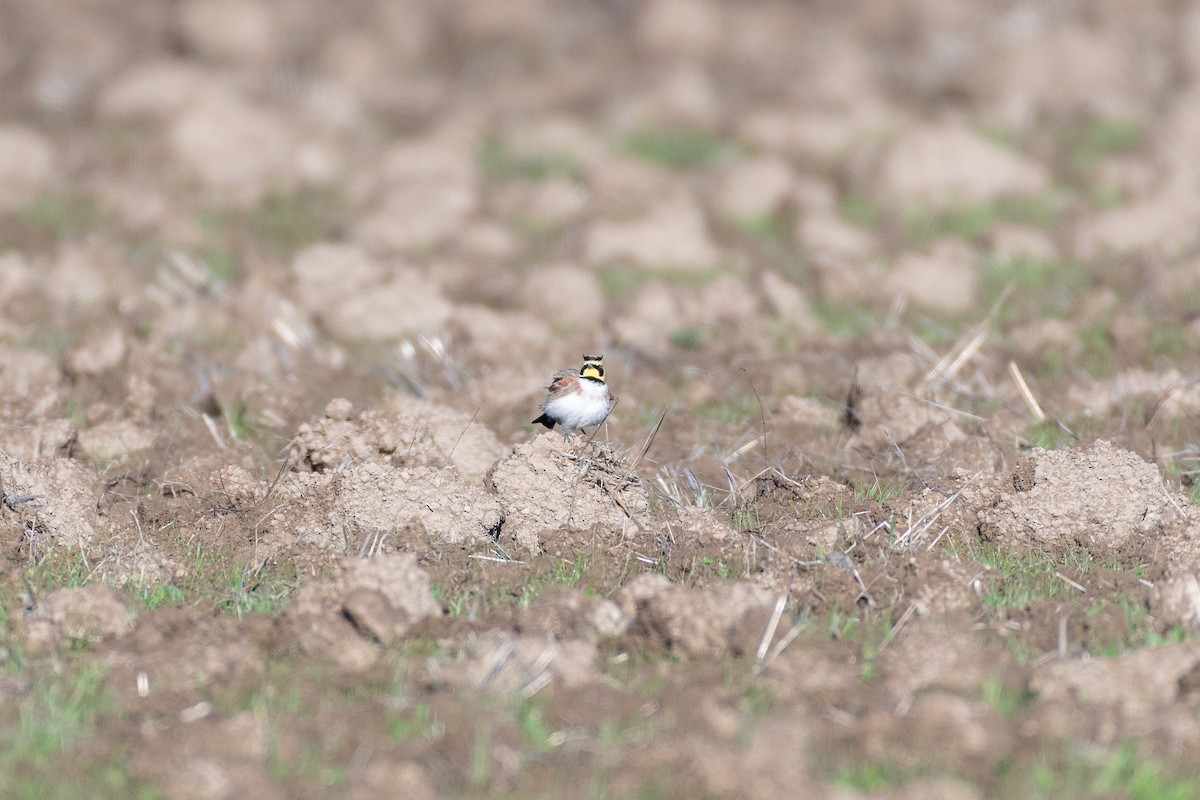 Alondra Cornuda - ML645566150