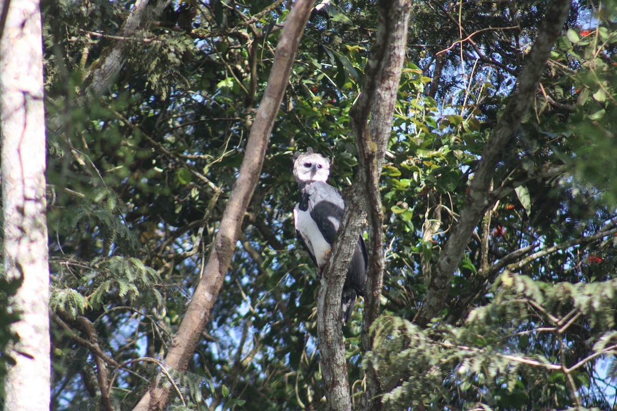 Harpy Eagle - ML645566151