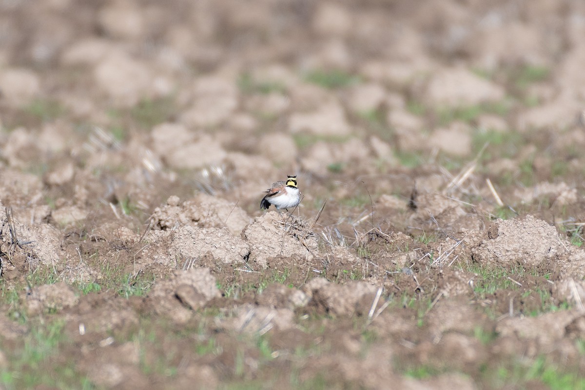 Alondra Cornuda - ML645566152