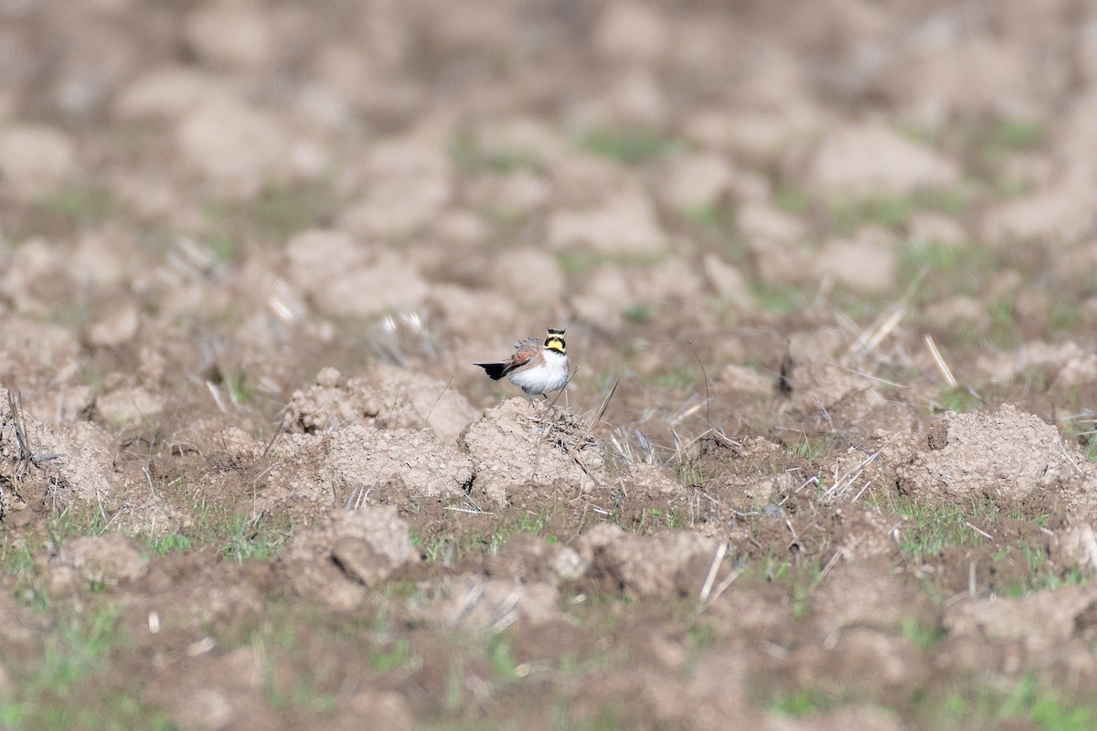 Alondra Cornuda - ML645566153