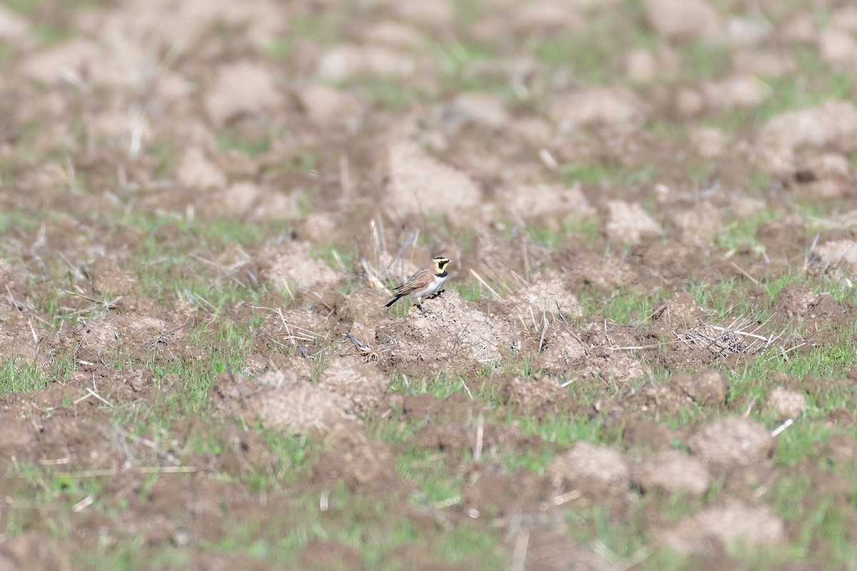 Alondra Cornuda - ML645566154