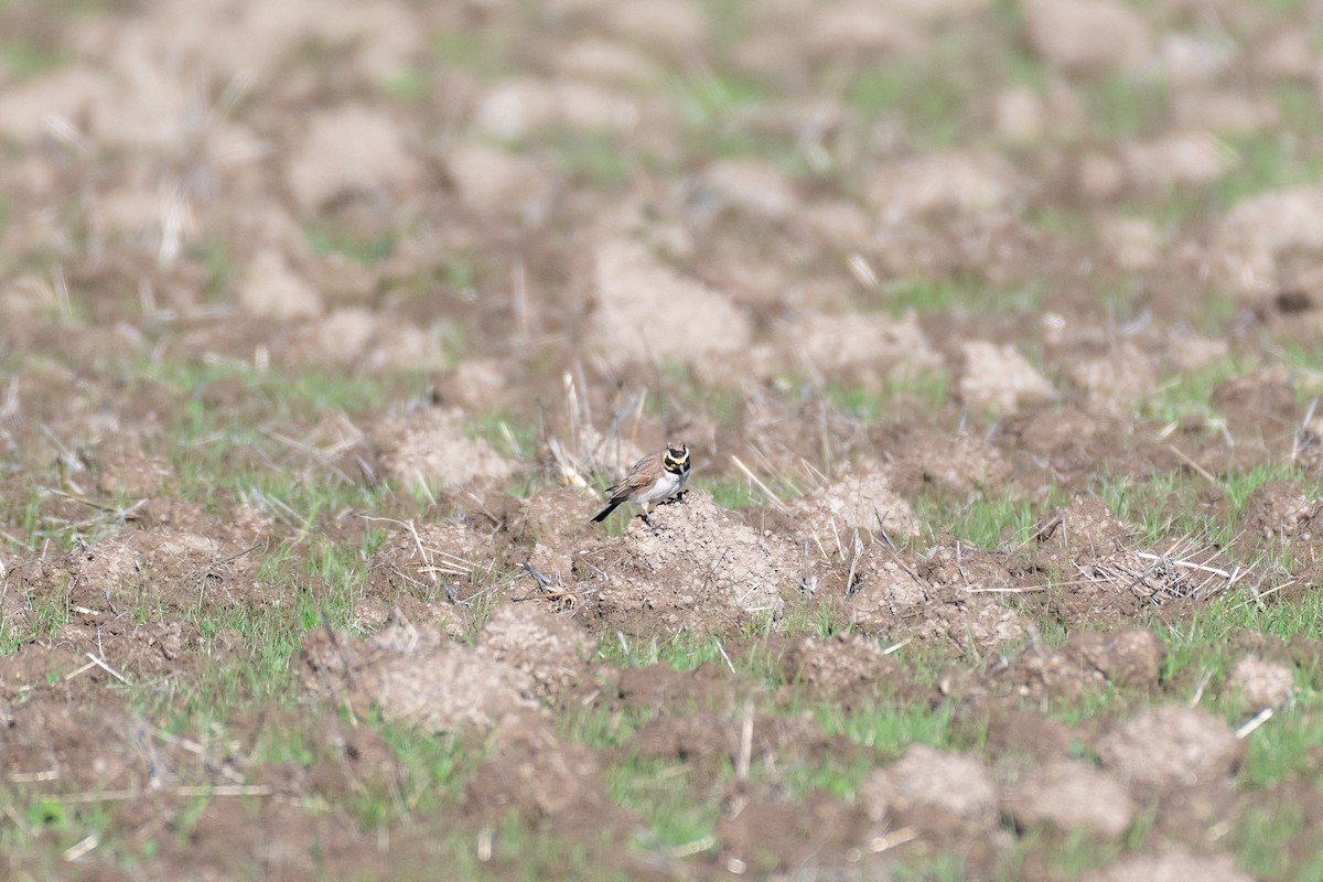 Alondra Cornuda - ML645566156