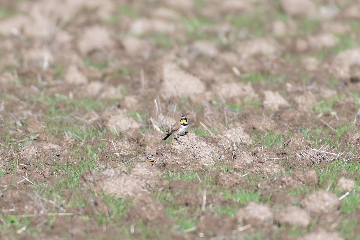 Alondra Cornuda - ML645566157