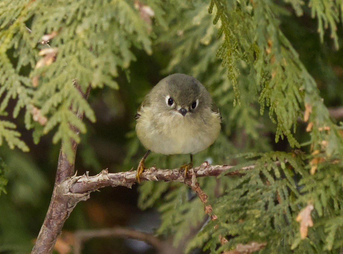 králíček americký - ML645566163