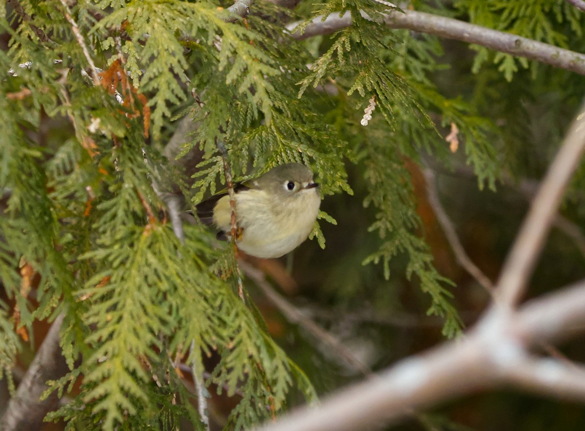 králíček americký - ML645566166