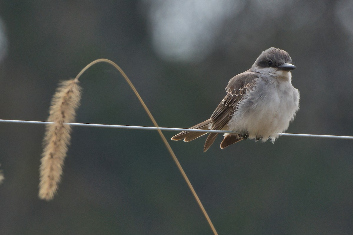 Gray Kingbird - ML645566167