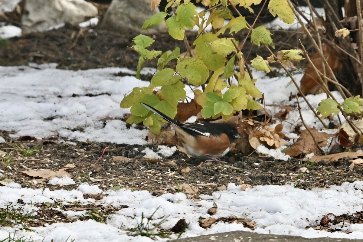 Eastern Towhee - ML645566169