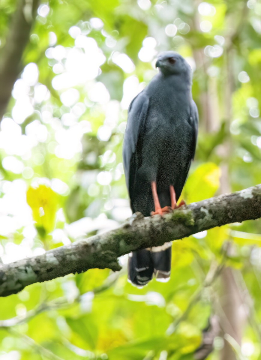 Crane Hawk (Blackish) - ML645566170