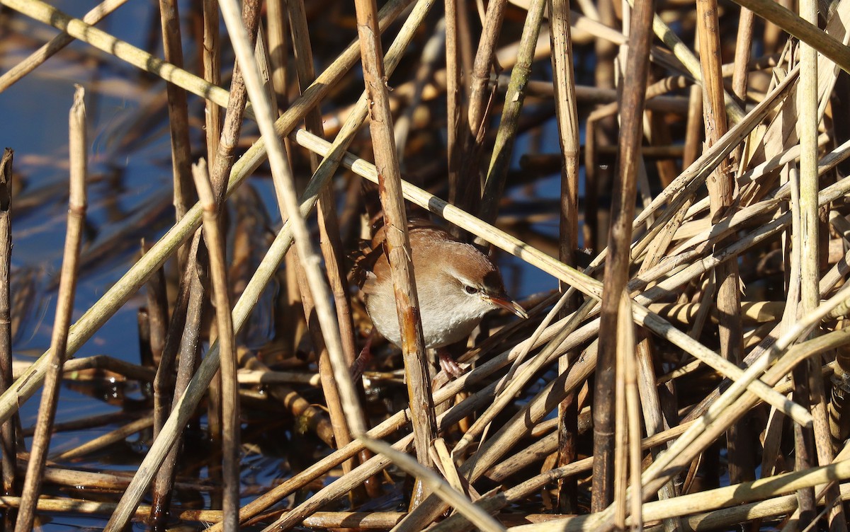 Cetti's Warbler - ML645566173