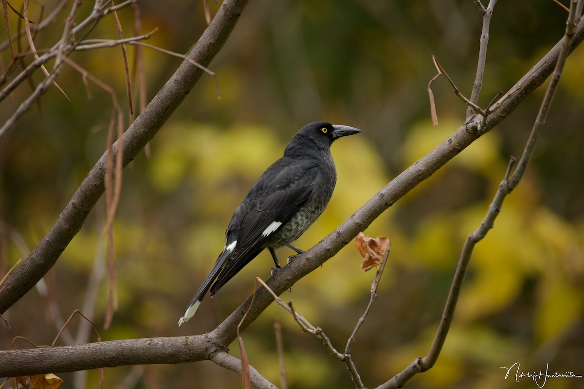 Verdugo Pío - ML645566187