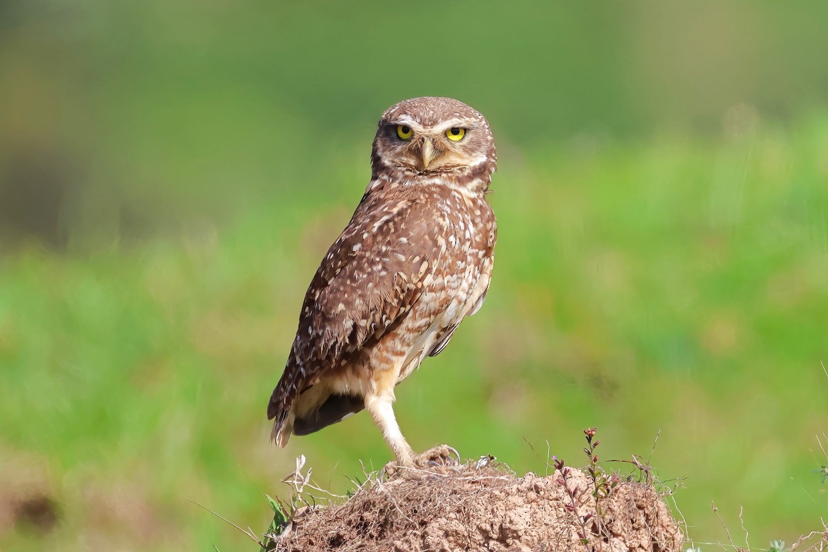 Burrowing Owl - ML645566189