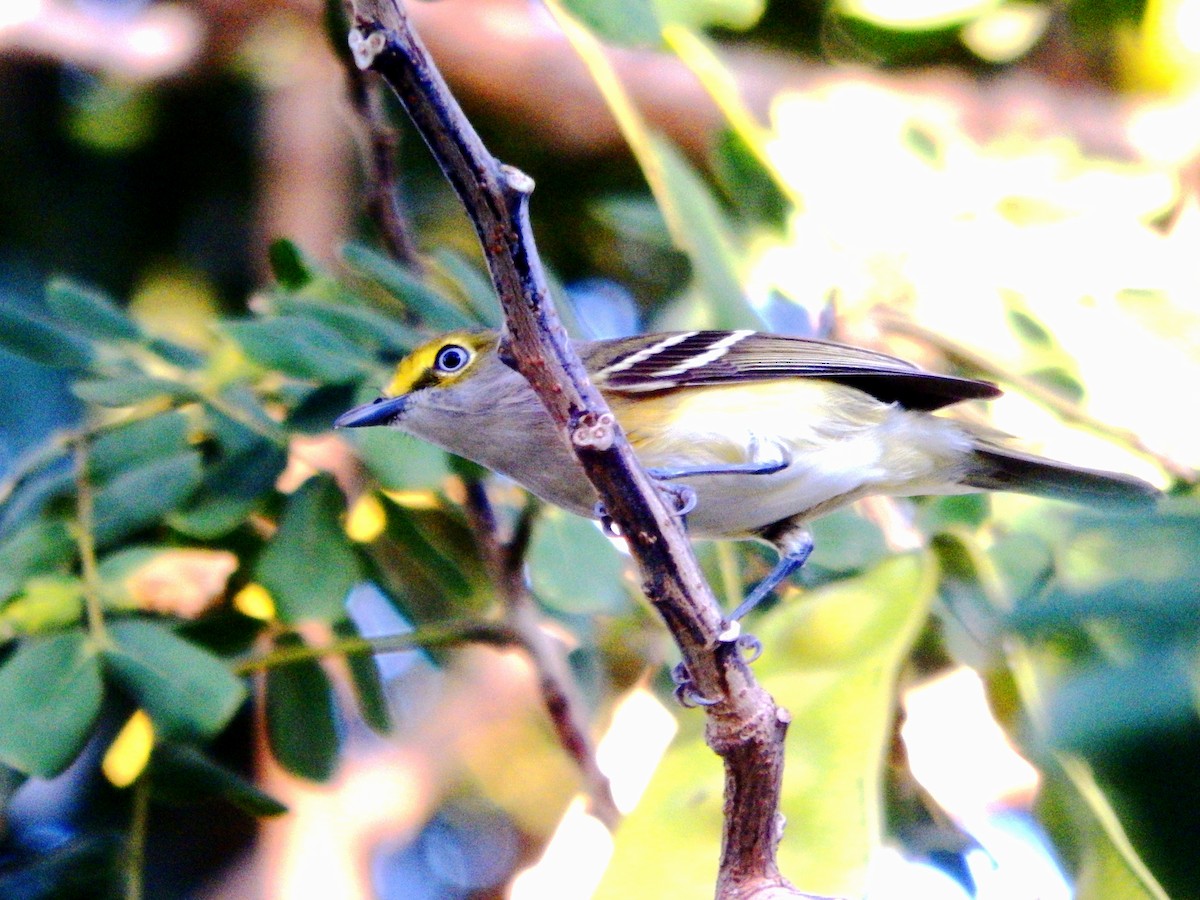 Ak Gözlü Vireo - ML645566190