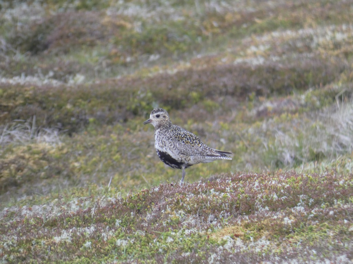 Сивка звичайна - ML645566196