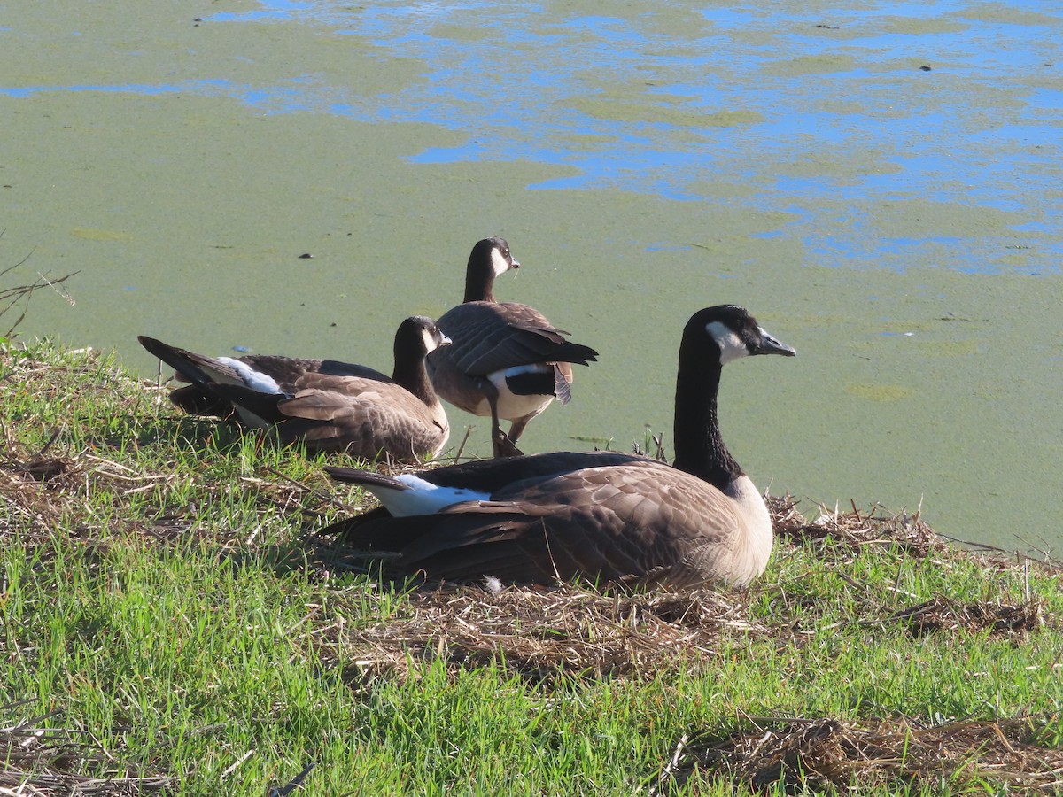 小加拿大雁 - ML645566201