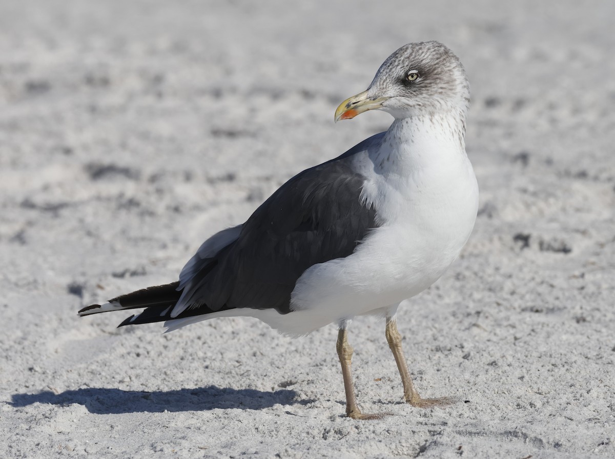 Lesser Black-backed Gull - ML645566209