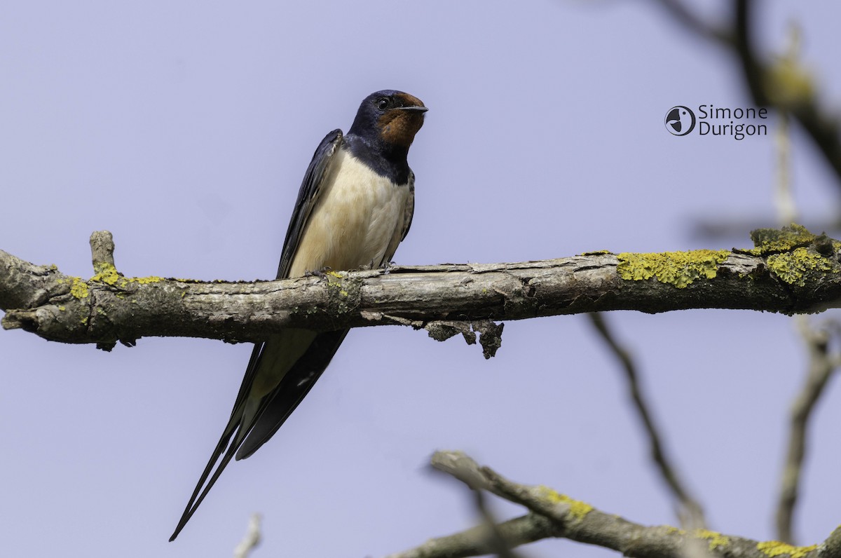 Ластівка сільська (підвид rustica) - ML645566210