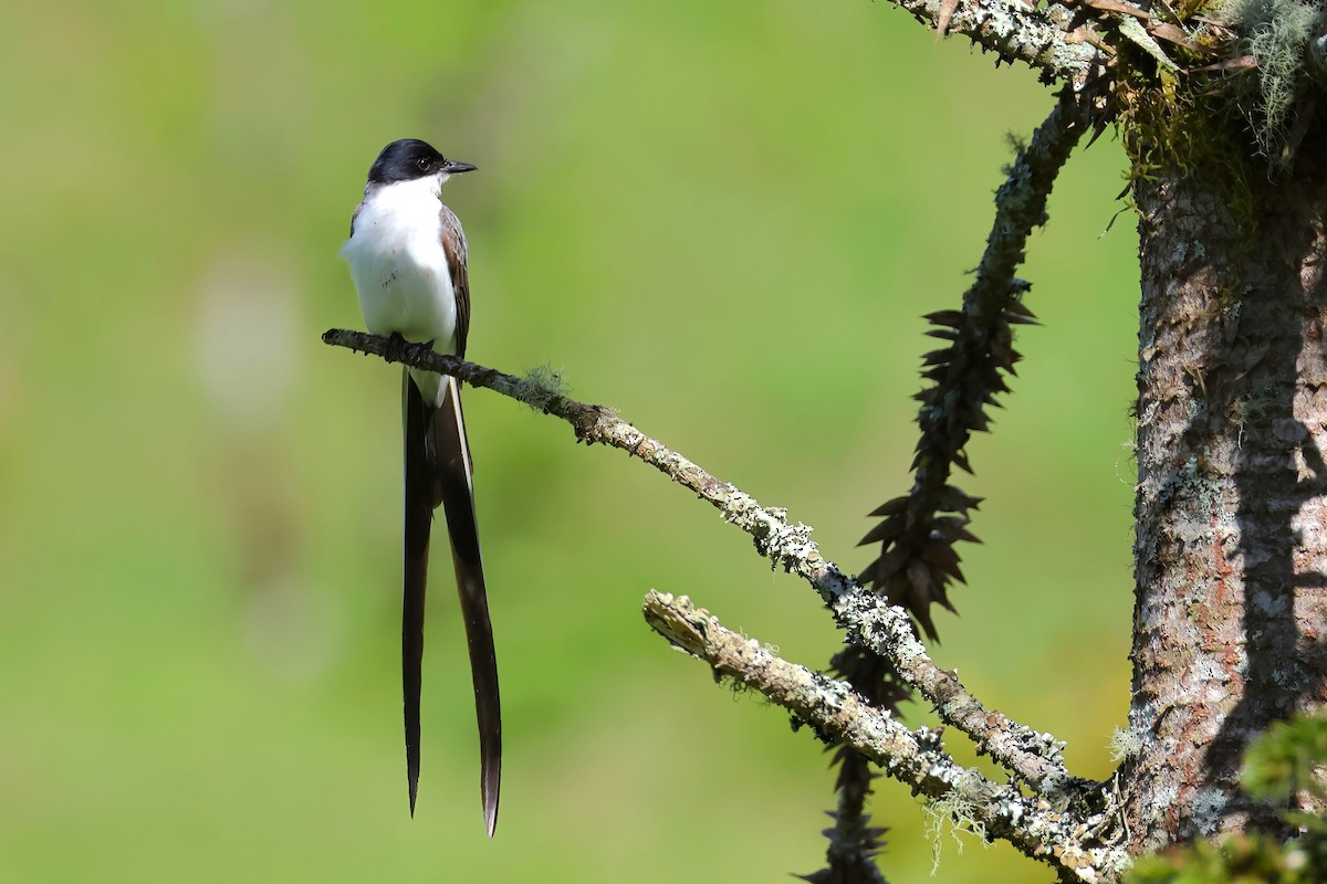 Fork-tailed Flycatcher - ML645566212