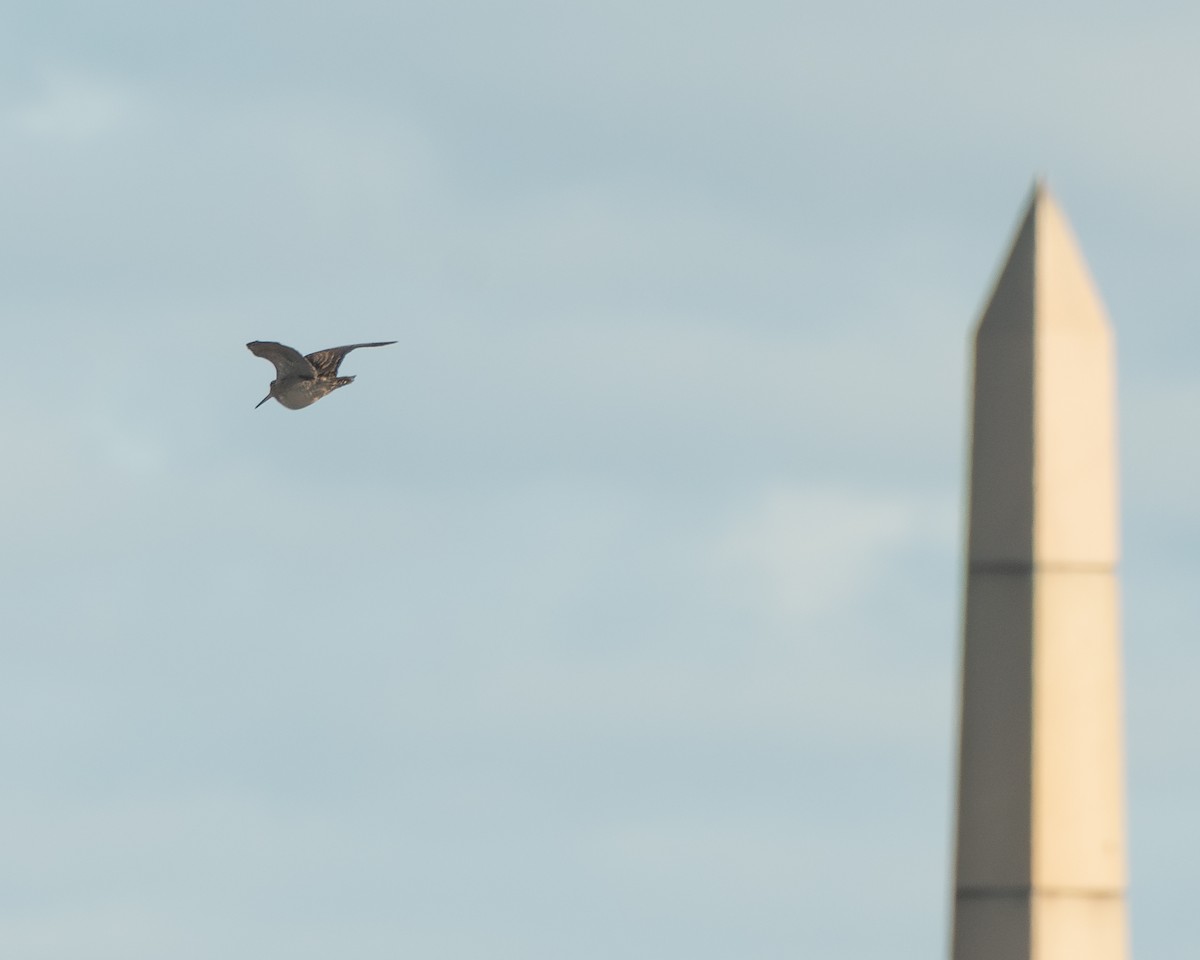 Eurasian Woodcock - ML645566218