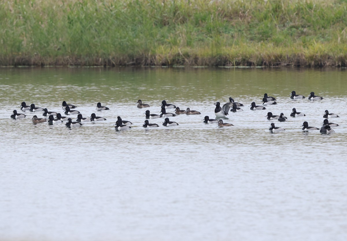 環頸潛鴨 - ML645566231
