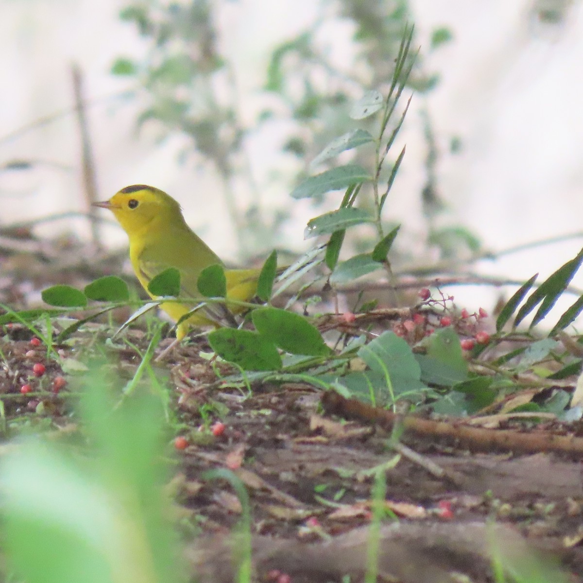 Wilson's Warbler - ML645566233