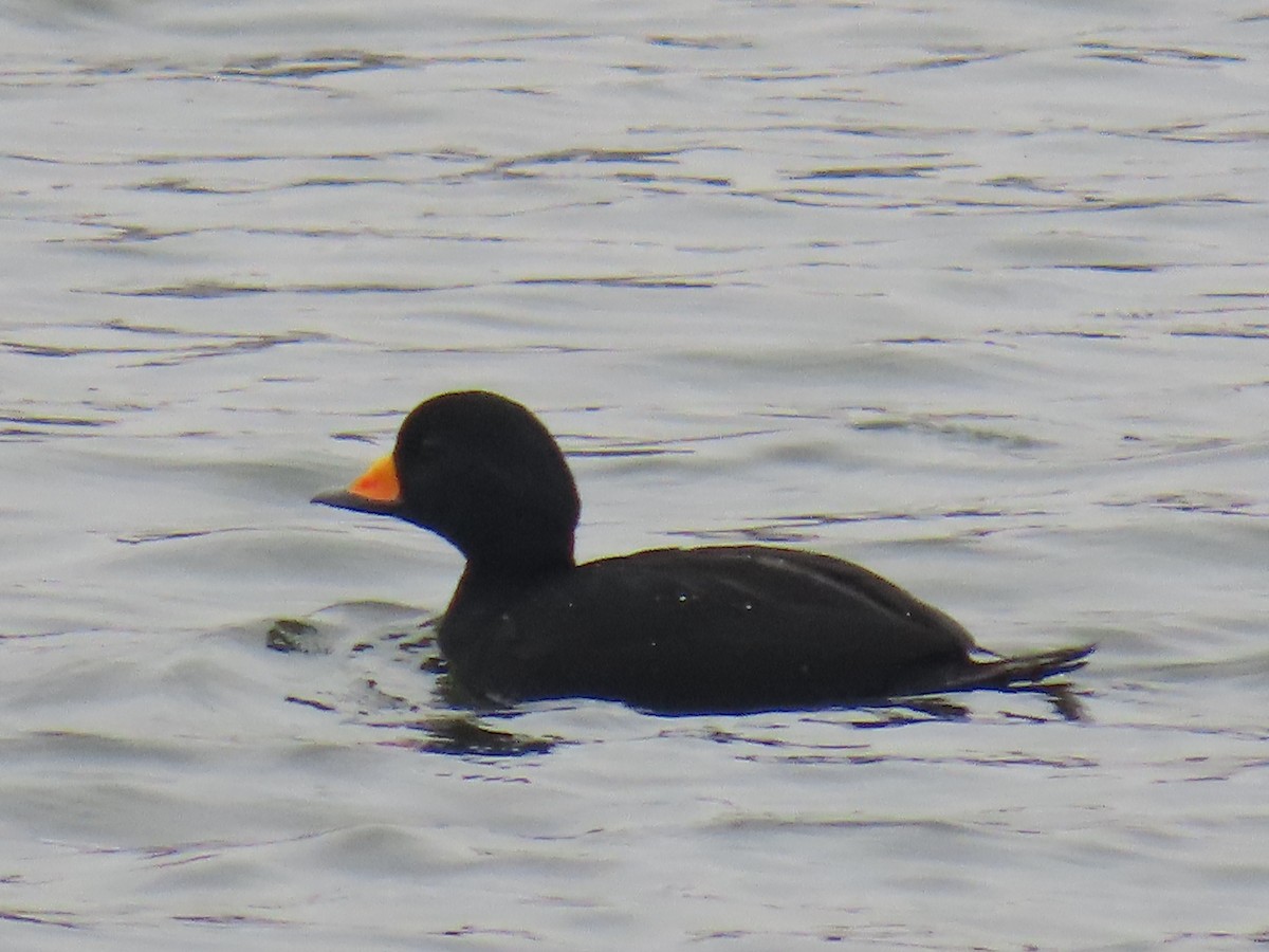 Black Scoter - ML645566241