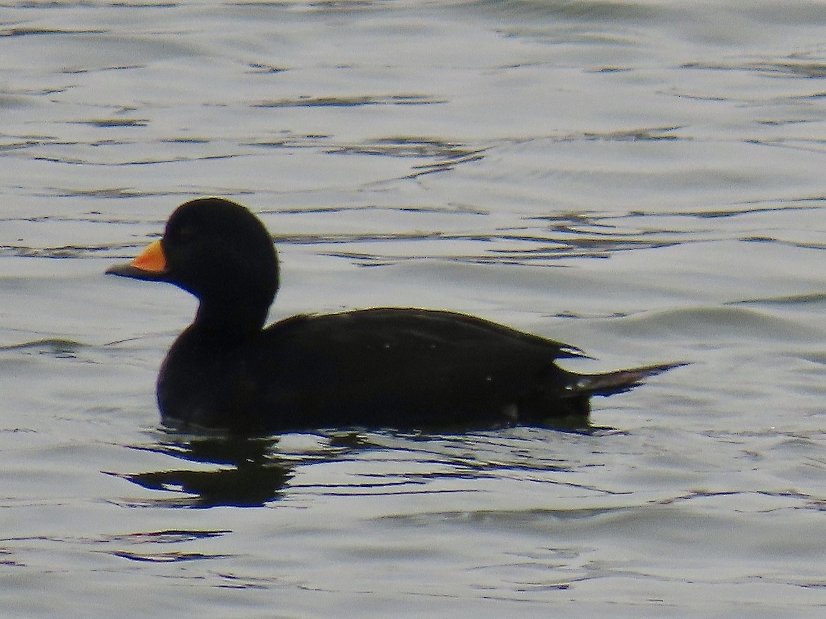 Black Scoter - ML645566242