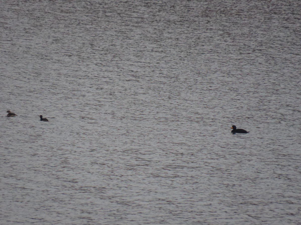 Black Scoter - ML645566243