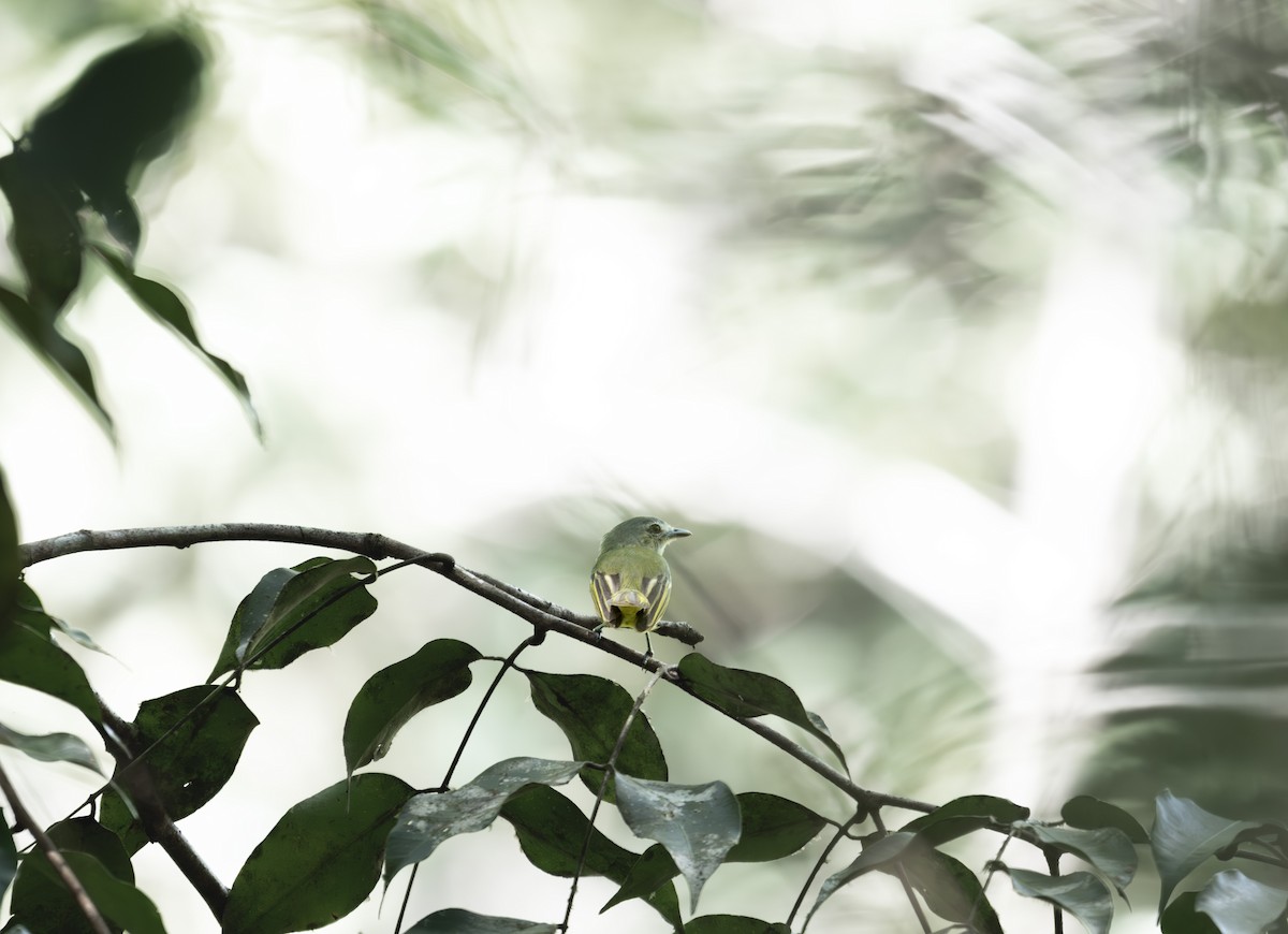 Short-tailed Pygmy-Tyrant - ML645566244