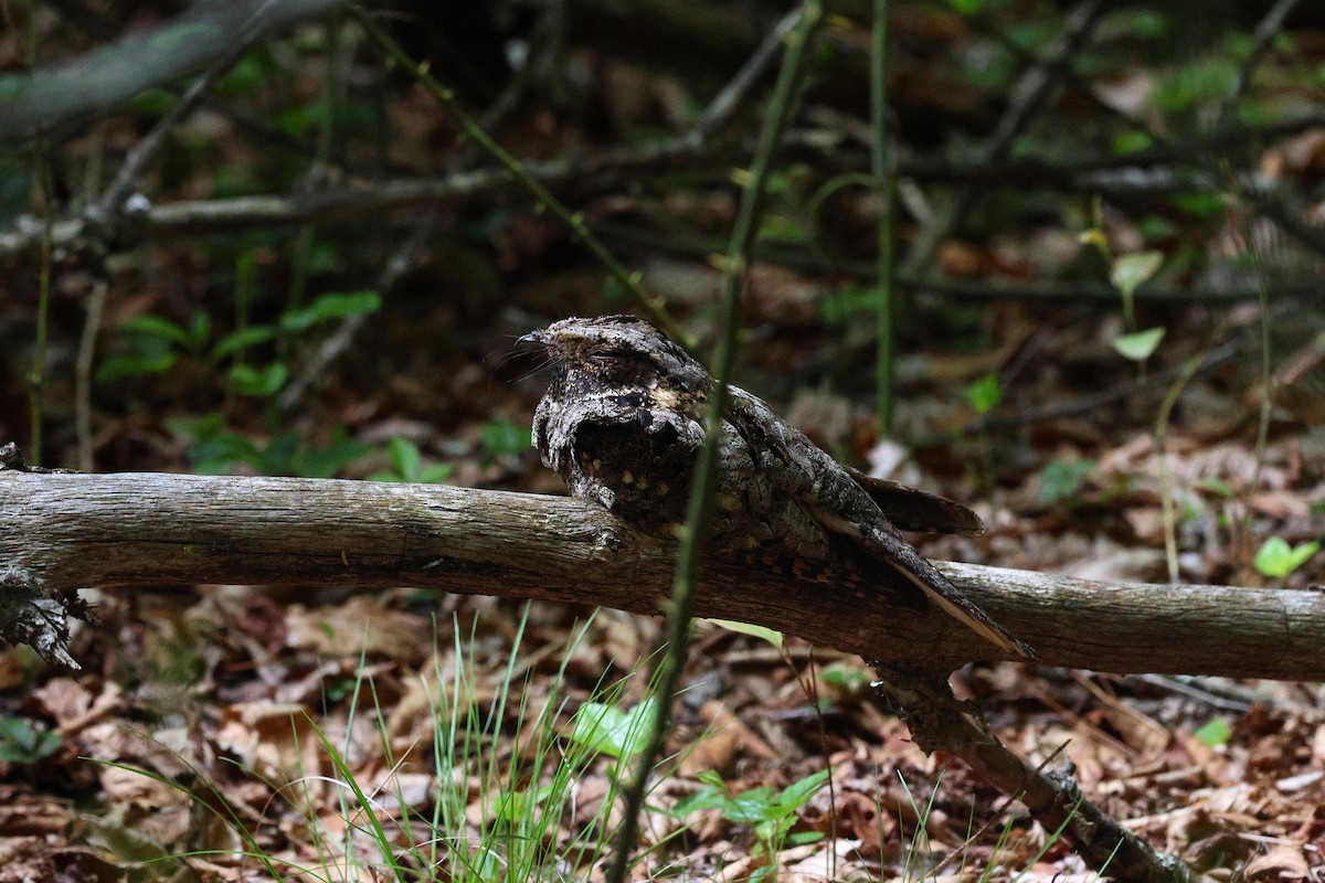 Eastern Whip-poor-will - ML645566260