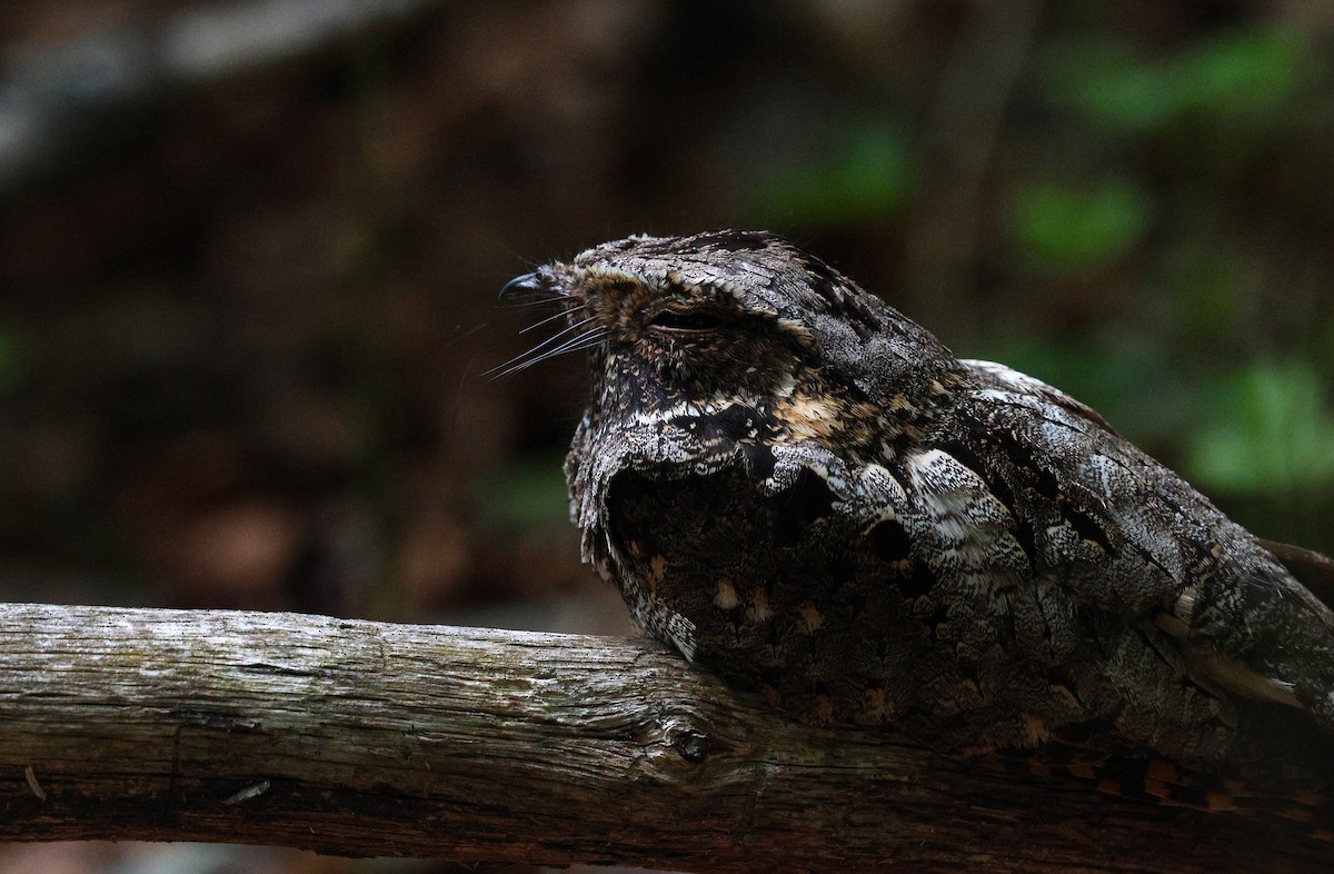 Eastern Whip-poor-will - ML645566261