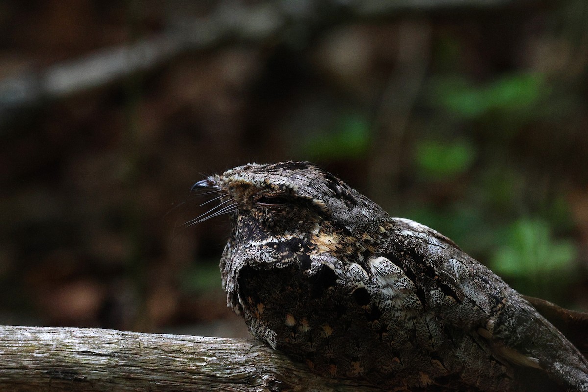 Eastern Whip-poor-will - ML645566262