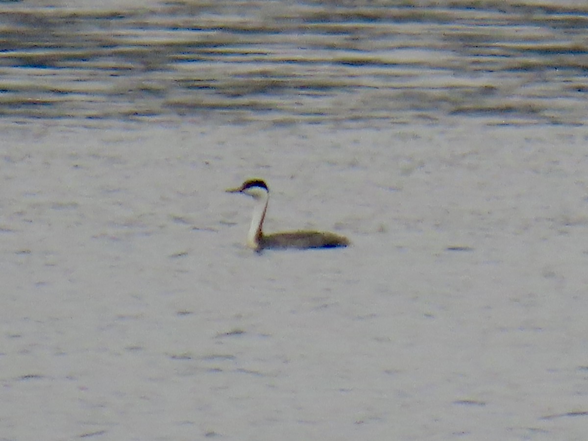 Western Grebe - ML645566263