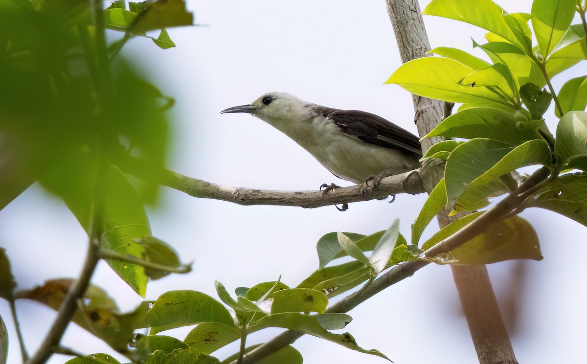 White-headed Wren - ML645566267