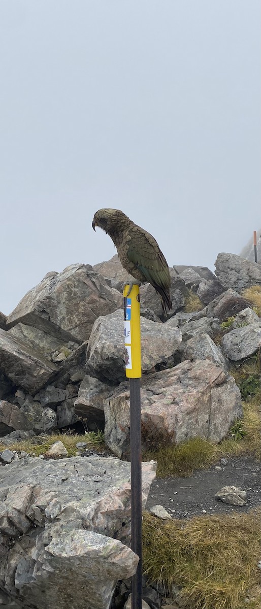 kea - ML645566276