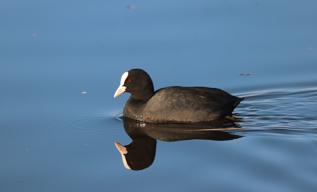 Eurasian Coot - ML645566278
