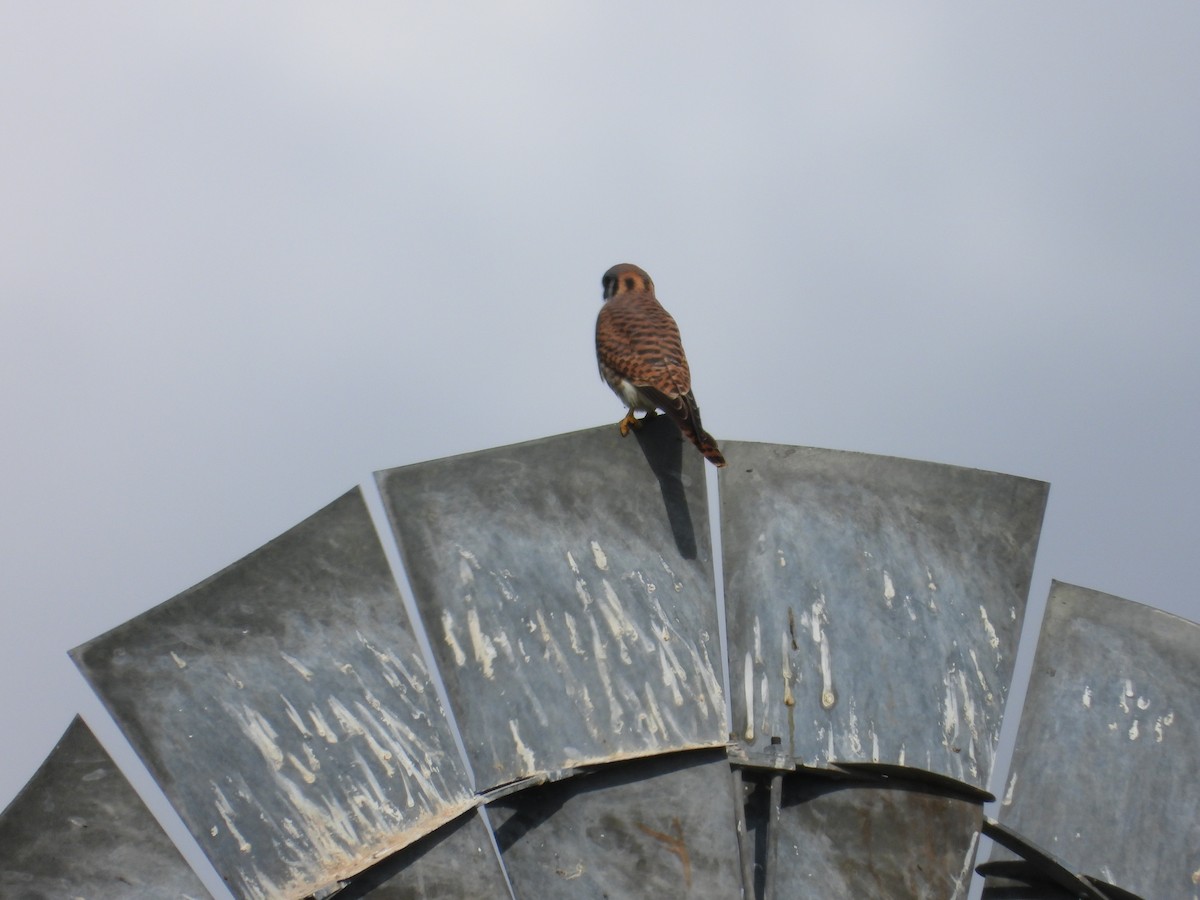 Воробьиная пустельга - ML645566281