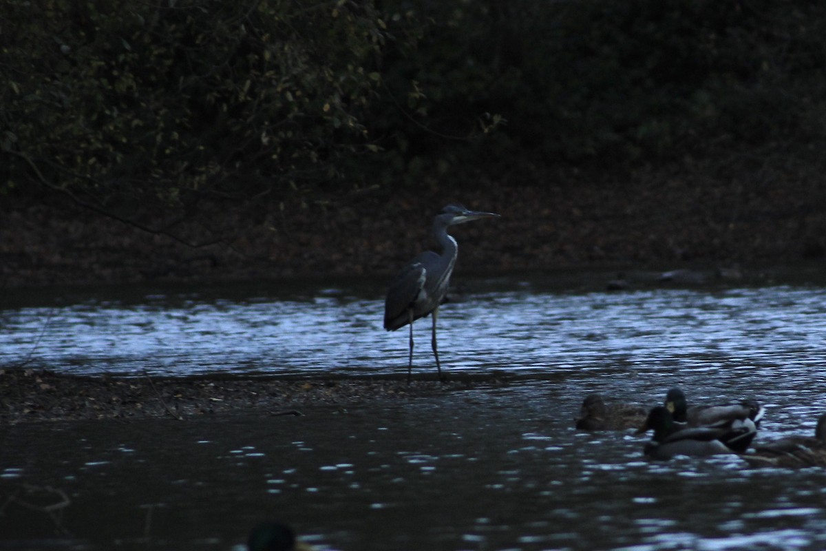 Gray Heron - ML645566291