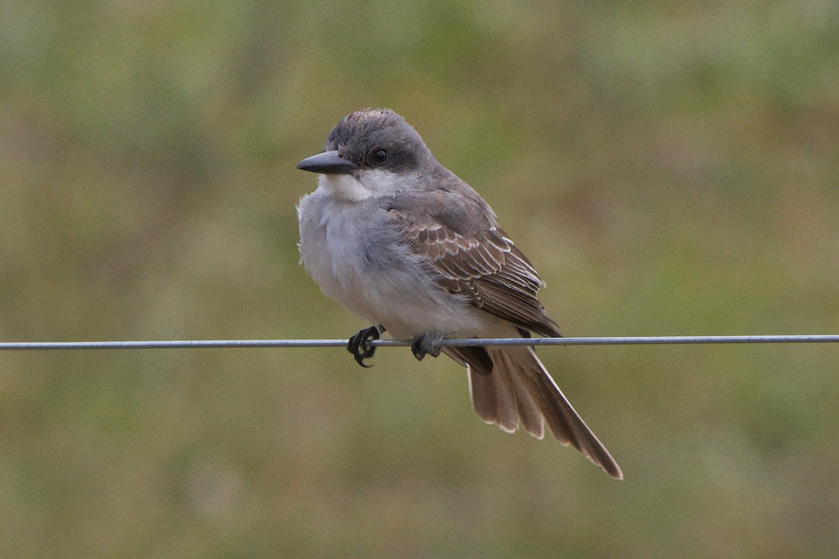 Gray Kingbird - ML645566296