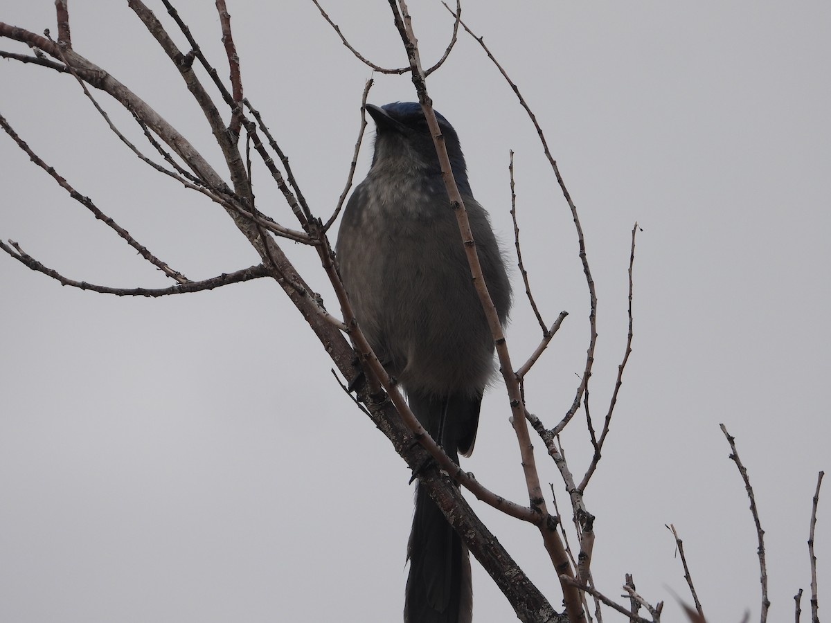 Woodhouse's Scrub-Jay - ML645566298