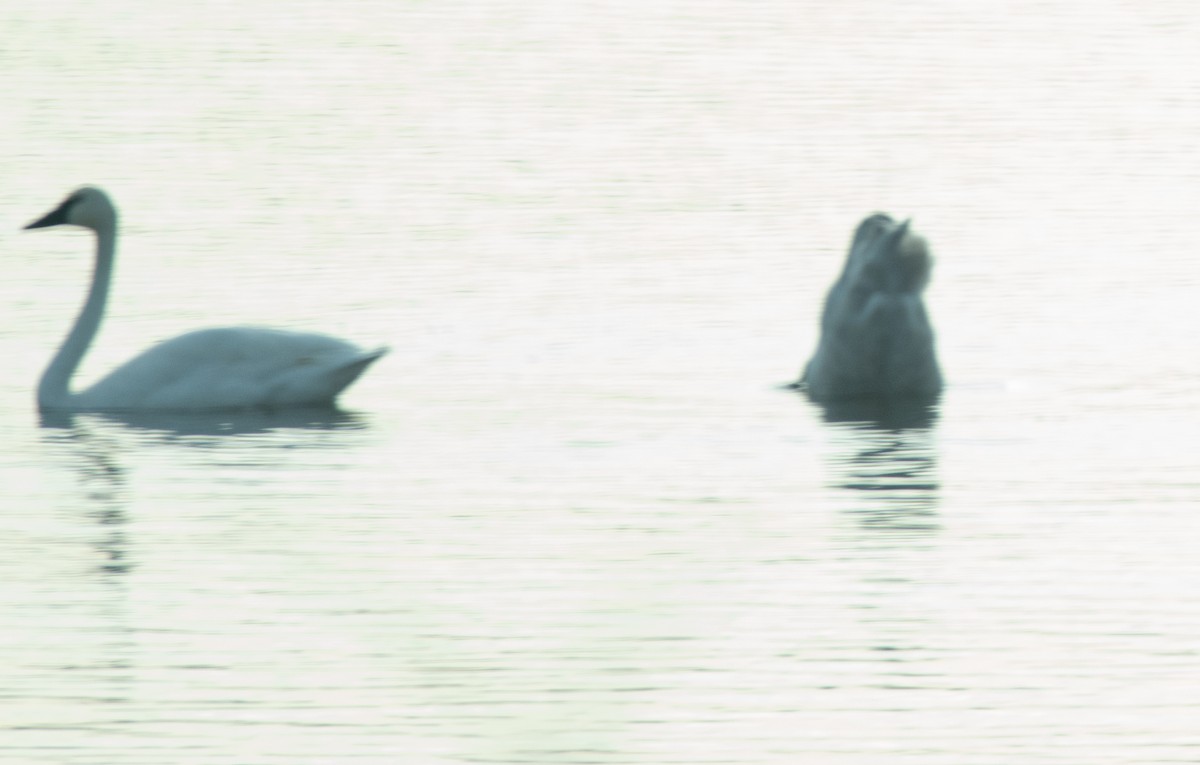 Trumpeter Swan - ML645566301