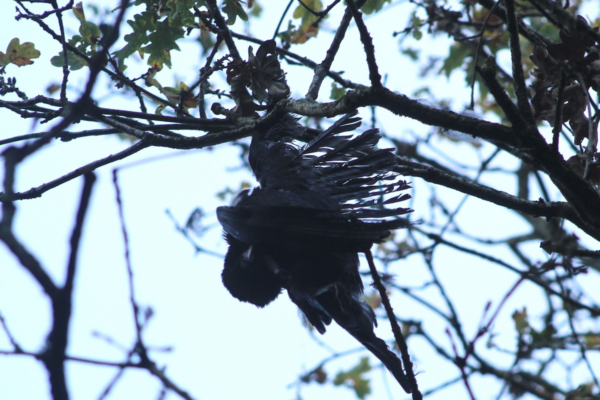 Carrion Crow - ML645566307